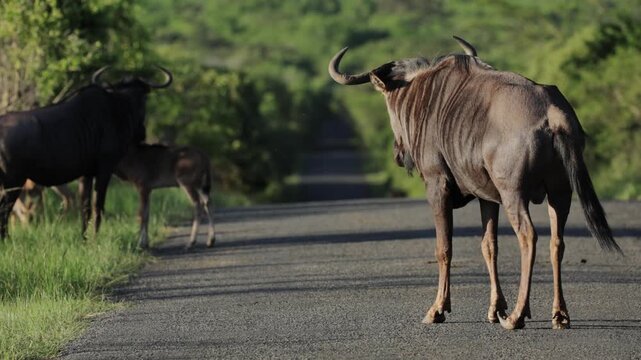 Close-up portrait of a wildebeest standing on a dusty safari road in African savanna, calmly grooming and scratching itself, detailed wildlife moment in natural golden light landscape