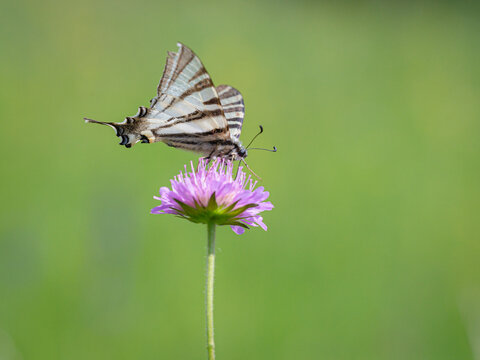 Iphiclides podalirius