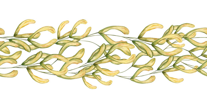 Seamless floral border with watercolor maple seeds. Decorative plant pattern with winged samara on isolated background. Decorative ornate for framing, invitation and seasonal fall design.