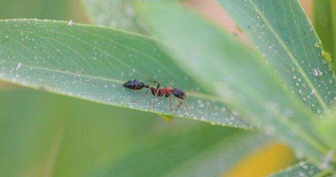 Arboreal bicolored slender ant roams a leaf, sweeping its sensitive antennae while searching