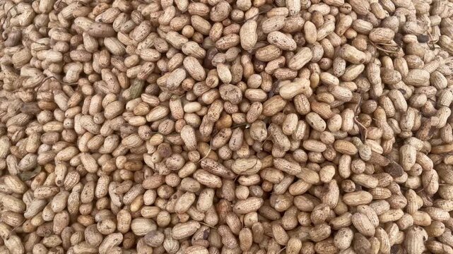 Raw Pod of Peanuts seeds of Ground nut Organic for sale in the market