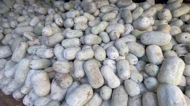 Fresh Ash Gourd Pile at Market Organic Vegetable Harvest Display