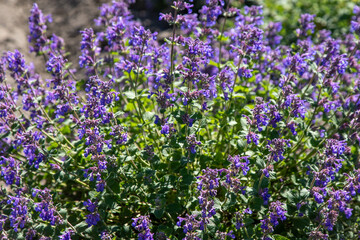 Obraz premium Catmint Nepeta Faassenii Bush With Purple Flowers In Sunny Summer Garden. Beautiful bush Blooming