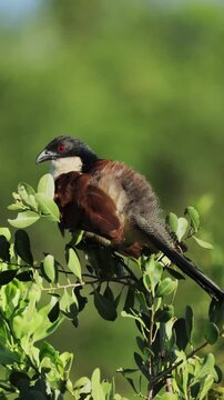 Portrait of a Senegal coucal in natural habitat, detailed close-up of exotic wild bird with rich plumage, resting calmly in warm African light, showcasing striking features in serene wildlife setting