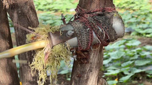A man pulls a sugarcane stalk through a tubular metal cutter to strip the outer layer before juice preparation while working beside plants and soil outdoors. Crop preparation.