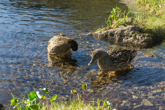 View of two mallard ducks swimming in the clear shallow water of Rohacske plesa tarn near the rocky shore in Zuberec, Zilina Region, Slovakia.