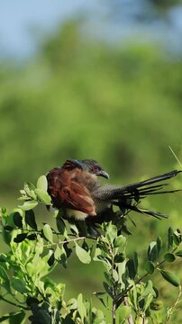 Portrait of a Senegal coucal in natural habitat, detailed close-up of exotic wild bird with rich plumage, resting calmly in warm African light, showcasing striking features in serene wildlife setting
