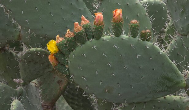  cactus