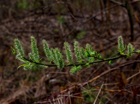 Green goat willow catkins grow along a dark wet branch with young leaves against a blurred woodland background, showing early spring flowering and fresh botanical growth.