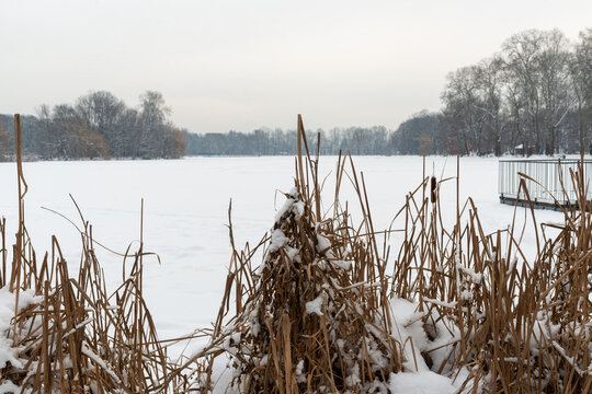 Dry cattail reeds stand in snow beside a frozen lake with bare winter trees and a small dock, showing cold seasonal wetland scenery and natural lakeshore texture.