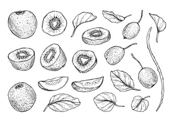 Hand drawn kiwi fruit with leaves set. Sketch of sliced and whole berry with seeds, foliage, branches. Black and white illustration for menu design, organic recipe or healthy food concept. © Masha_tolk_art