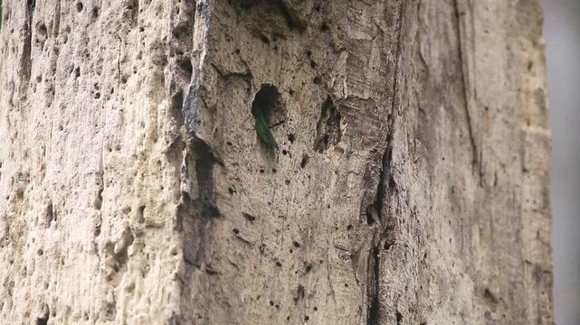 Red-throated Barbet The feed themselves in the hollow.