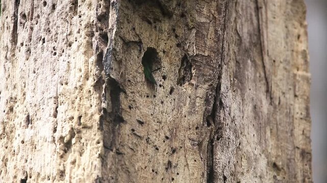 Red-throated Barbet The feed themselves in the hollow.