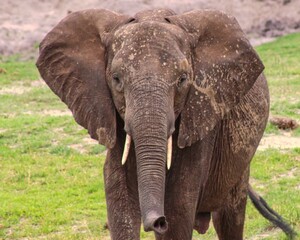 Obraz premium Elephants in Chobe National Park