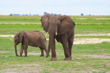 Fototapeta premium Elephants in Chobe National Park