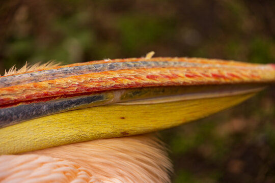 View of a close-up of a pelican's colorful beak showing detailed textures and vibrant patterns against a soft blurred background London, England, United Kingdom.