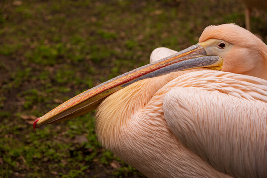 View of a great white pelican with pinkish-white feathers and a long beak resting on green grass in London, England, United Kingdom.