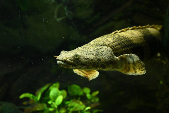 Ancient predatory fish Polypterus endlicheri swimming in a freshwater aquarium