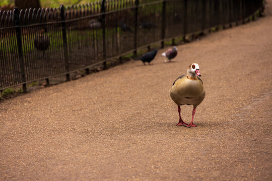 View of an Egyptian goose walking on a gravel path in a city park with pigeons and a metal fence in the background London, England, United Kingdom.