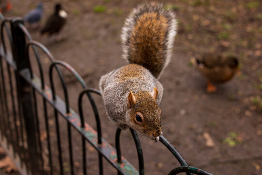 View of a grey squirrel perched on a black metal fence with ducks and pigeons in a park in London, England, United Kingdom.