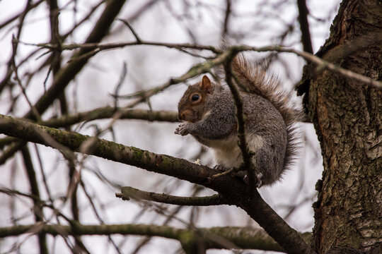 View of a grey squirrel perched on a bare tree branch while eating a nut against a soft overcast sky in London, England, United Kingdom.