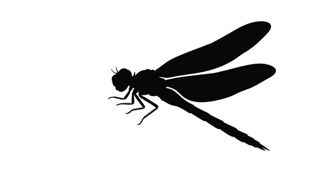 Dragonfly silhouette against a white background