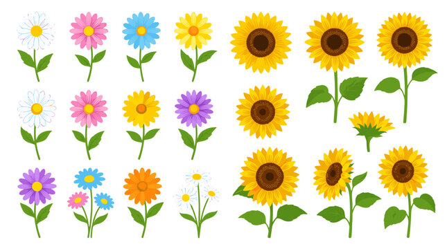 Collection of colorful flowers including daisies sunflowers and tulips