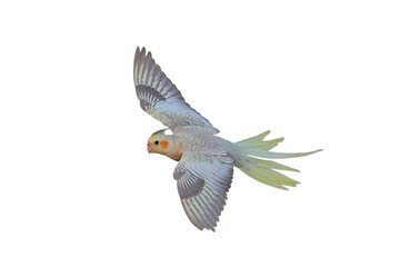 Fototapeta premium Beautiful flying Cockatiel parrot isolated on transparent background png file