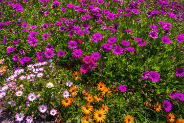 Obraz premium Vibrant field of blooming African Daisies (Osteospermum) in purple, pink, and orange colors under bright sunlight, Madeira Island, Portugal.