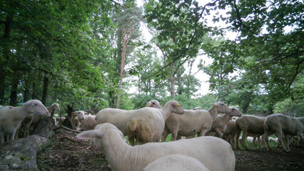 Fototapeta premium Flock of Sheep, Auvergne, France.