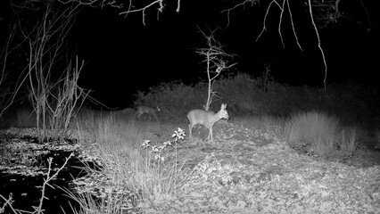 Roe deer-chevreuil d’Europe (Capreolus capreolus) © Vincent Pommeyrol