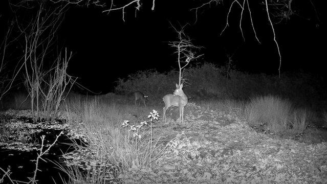 Roe deer-chevreuil d&rsquo;Europe (Capreolus capreolus)