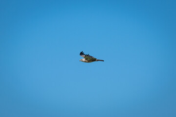 Fototapeta premium African hawk-eagle glides through clear blue sky