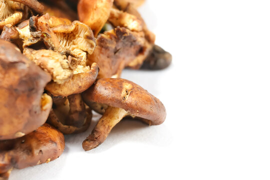 Fresh forest manipur mushroom(uyen) isolated on white background.Shiitake mushroom (Lentinula edodes) often dried and used in Manipuri cuisine for dishes like Eromba (chutney) and Kanghou (stir-fry).