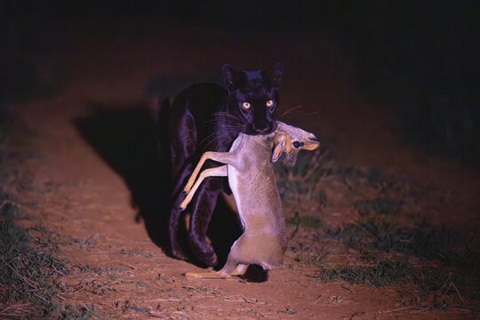 Black leopard carrying Guenther dik-dik to camera