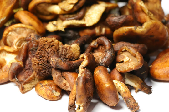 Fresh forest manipur mushroom(uyen) isolated on white background.Shiitake mushroom (Lentinula edodes) often dried and used in Manipuri cuisine for dishes like Eromba (chutney) and Kanghou (stir-fry).