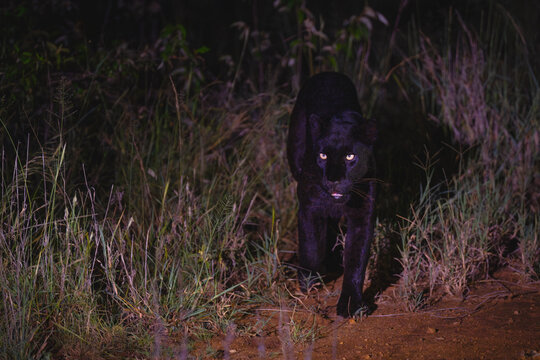 Black leopard walks toward camera at night
