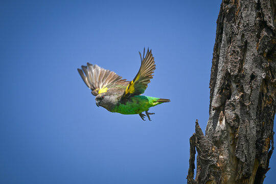 Brown parrot flies away from tree trunk