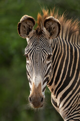 Obraz premium Close-up of plains zebra staring toward camera
