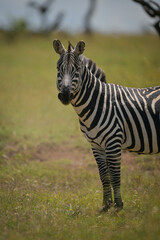Obraz premium Close-up of plains zebra standing eyeing photographer