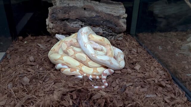 Three Mexican boas in their enclosure one on top of the other.