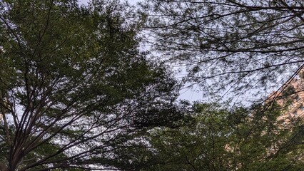 Fototapeta premium trees in the forest