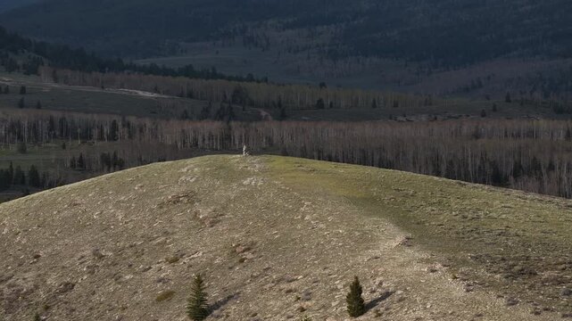 Aerial of alpine hilltop in Ashley National Forest in Uinta Mountains in Utah in spring