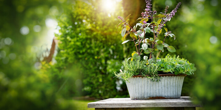 Various aromatic garden herbs for homegrowing on wooden table in garden with natural light and bokeh. Background for gardening.