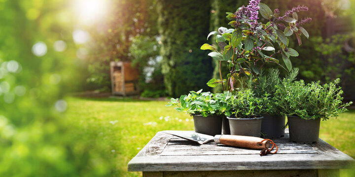 Various aromatic garden herbs for homegrowing on wooden table in garden with natural light and bokeh. Background for gardening.