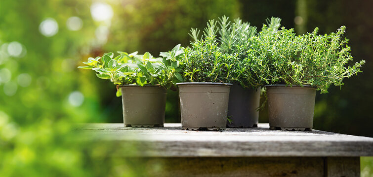Various aromatic garden herbs for homegrowing on wooden table in garden with natural light and bokeh. Background for gardening.