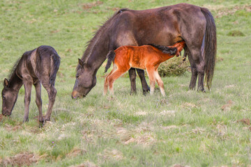 Naklejka premium Young foal nursing from its mother horse on a peaceful green pasture while another foal grazes nearby. Natural countryside scene showing animal motherhood and early life in spring.