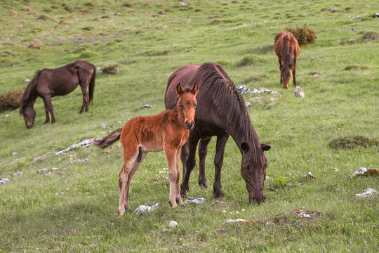 Young foal standing beside its grazing mother horse on a green meadow with horses in the background. Peaceful countryside scene showing natural horse life in spring pasture.