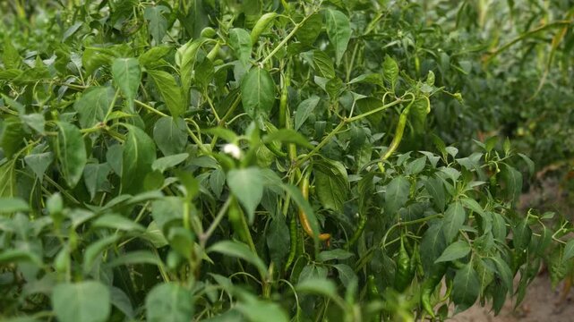 Panning Shot of Green and Ripening Chilli Peppers Growing on Farm with subtle breeze