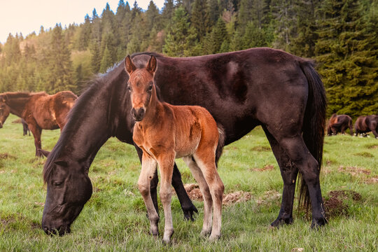 Portrait of a young foal standing beside its grazing mother horse on a green meadow with forest background. Peaceful countryside scene with horses in natural spring environment.
